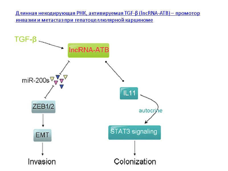 Длинная некодирующая РНК, активируемая TGF-β (lncRNA-ATB) – промотор инвазии и метастаз при гепатоцеллюлярной карциноме